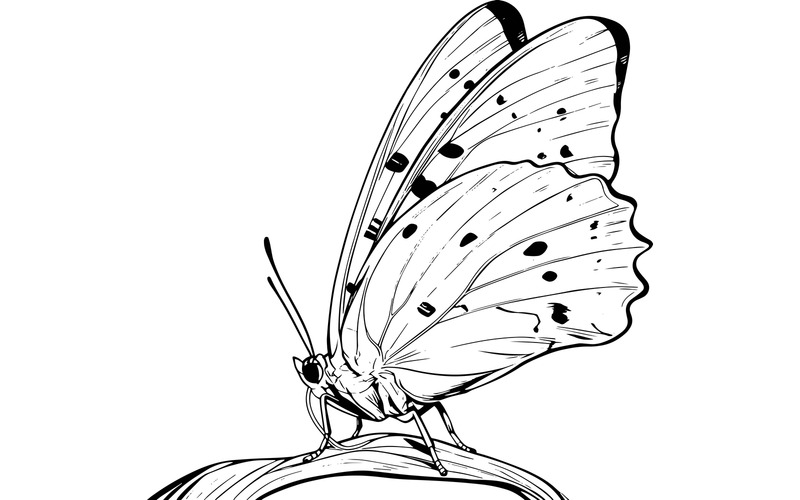 Primer plano de una planta mariposa (imagen de ilustración AI + arte lineal vectorial) - Características Imagen 2