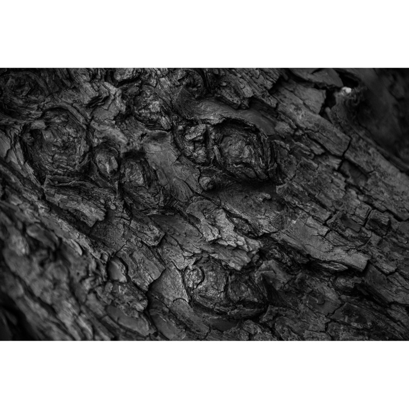 Hartholz Baum Textur Nahaufnahme Hintergründe - Eigenschaften Bild 3