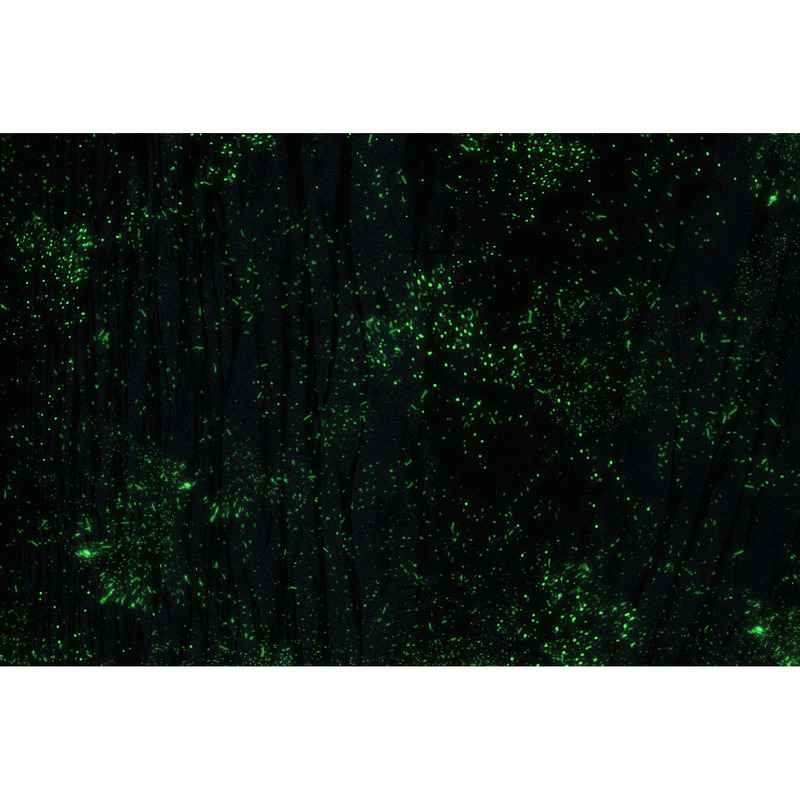 Magic Dust Backgrounds Vol.1 - Features Image 1