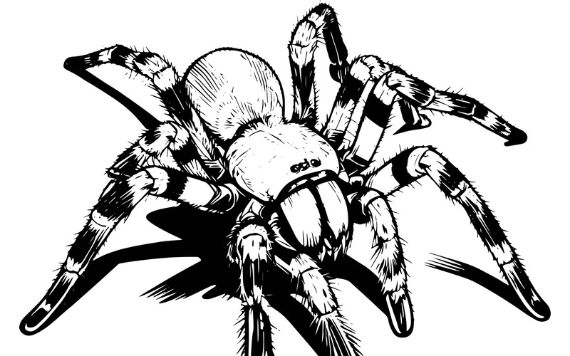 Poecilotheria Regalis Tarantula'nın Beyaz Arka Plan Üzerinden İzole Edilmiş İllüstrasyonu - Features Image 2