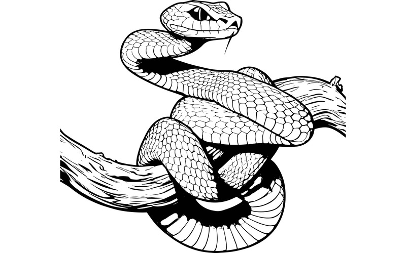 Serpente vipera blu visto di lato su un ramo con sfondo nero Illustrazione del serpente vipera blu - Caratteristiche Immagine 2