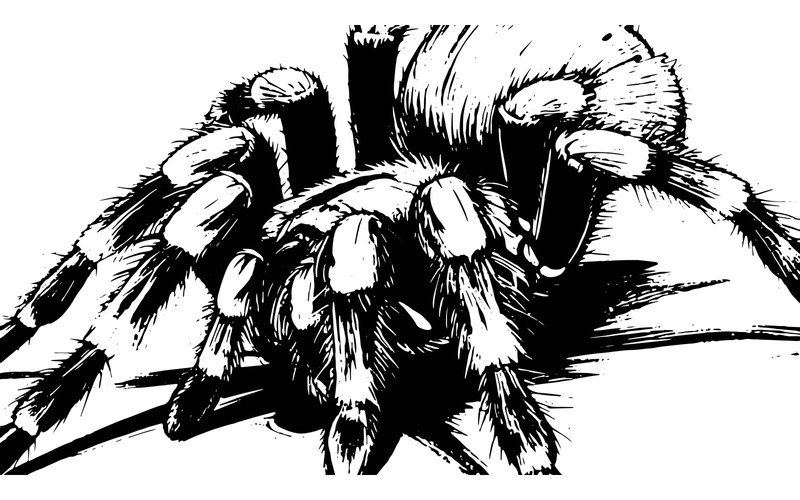 Kırmızı Siyah Tarantula İllüstrasyonu - Features Image 2