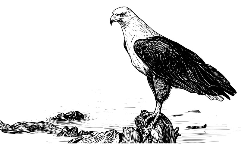 Africký orel odpočívající na skále u řeky Ornage (ilustrační obrázek AI + vektorová čárová grafika) - Features Image 3