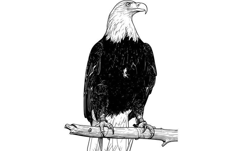 Vithövdad havsörn i Nordamerika i fångenskap (AI-illustrationsbild + vektorgrafik) - Features Image 2