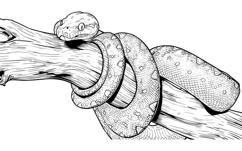 Green Tree Python Juvenile Closeup Branch With Black Background Green Tree Python Illustration - Features Image 2