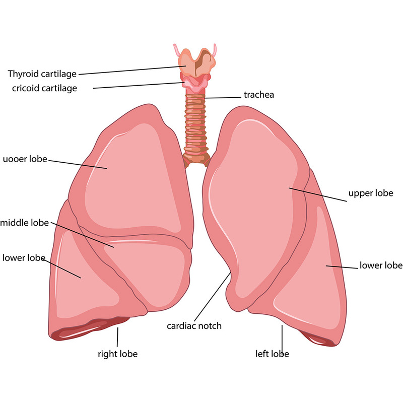 Lékařský obsah anatomie plic - Obrázek funkcí 2