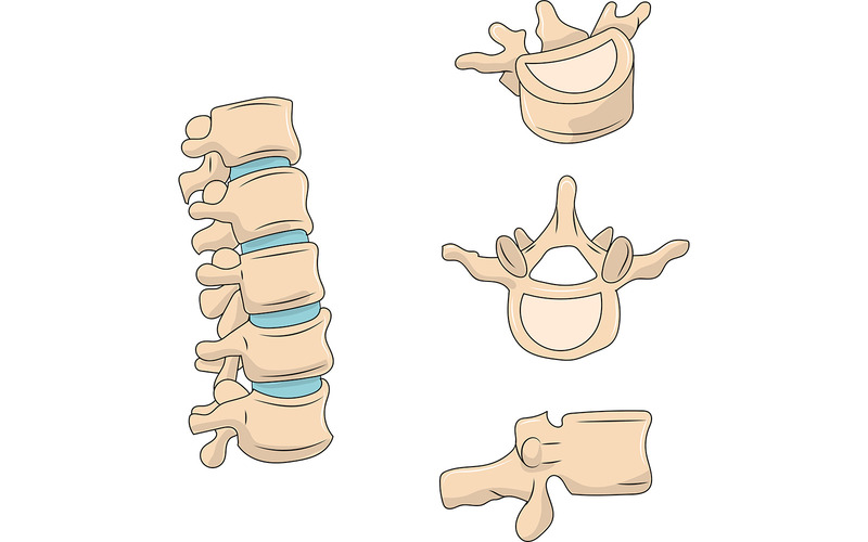 Illustrazione medica delle vertebre della colonna lombare - Caratteristiche Immagine 1