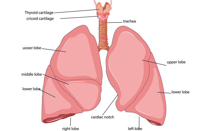 Lékařský obsah anatomie plic - Obrázek funkcí 1
