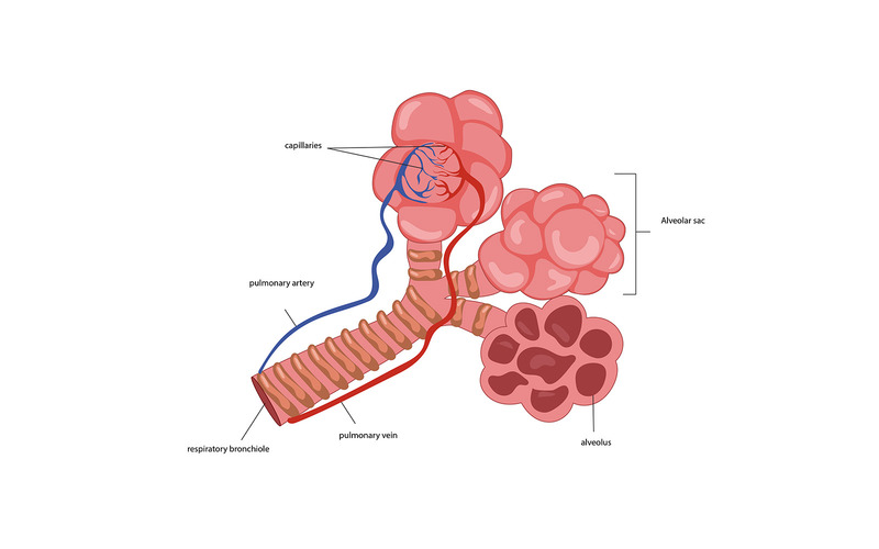 Illustrazione vettoriale degli alveoli Contenuto medico - Caratteristiche Immagine 1