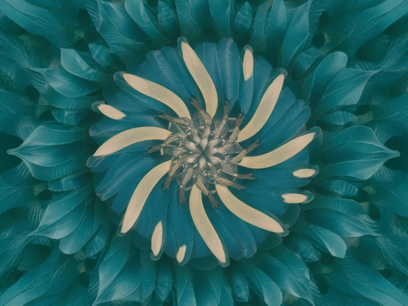 Kaleidoscope Mandala Harmony Collection - Features Image 3