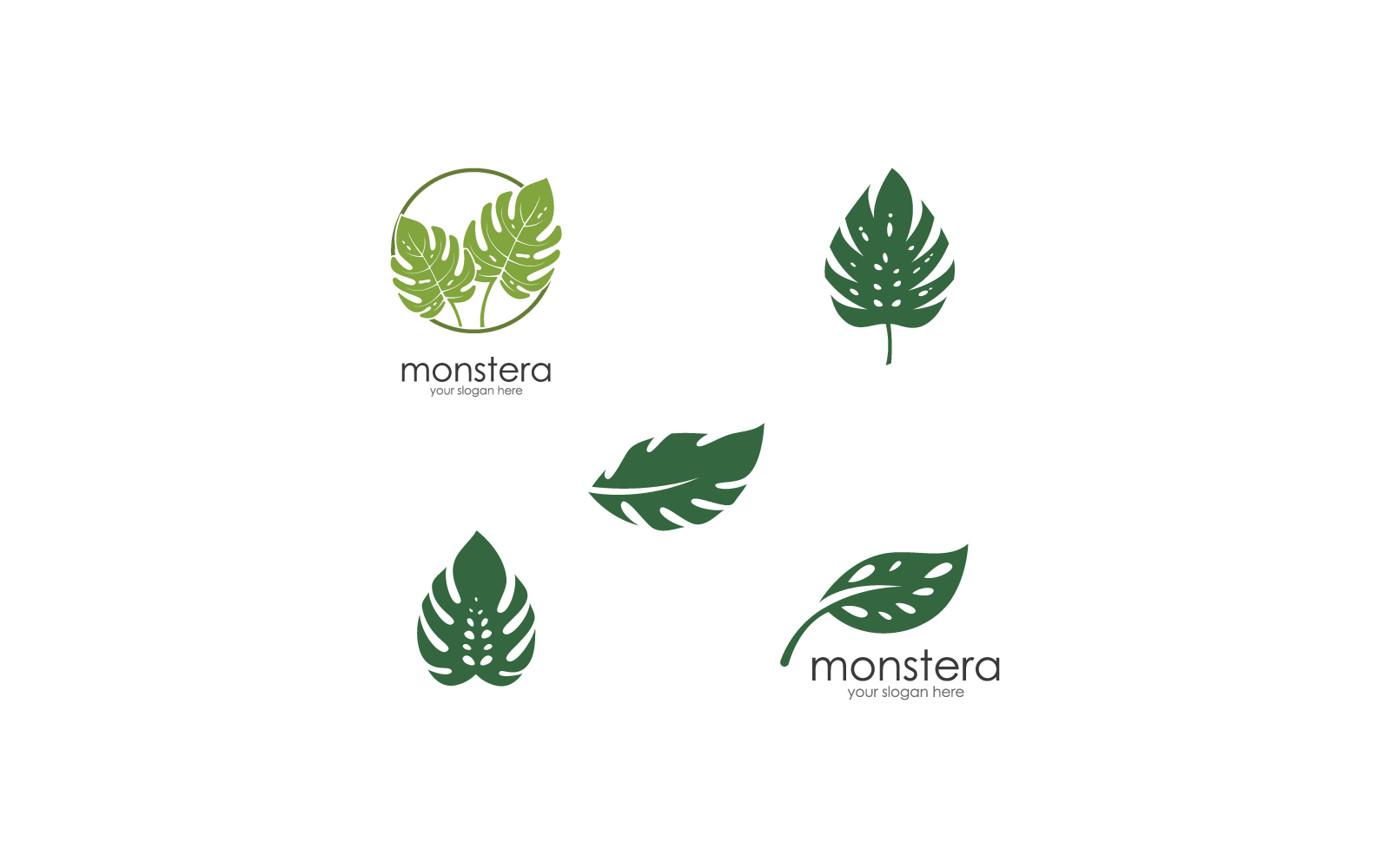monstera family Monstera Epipremnoides sp main image 1